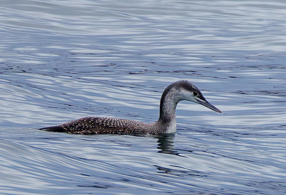 Plongeon catmarin - ML645390185