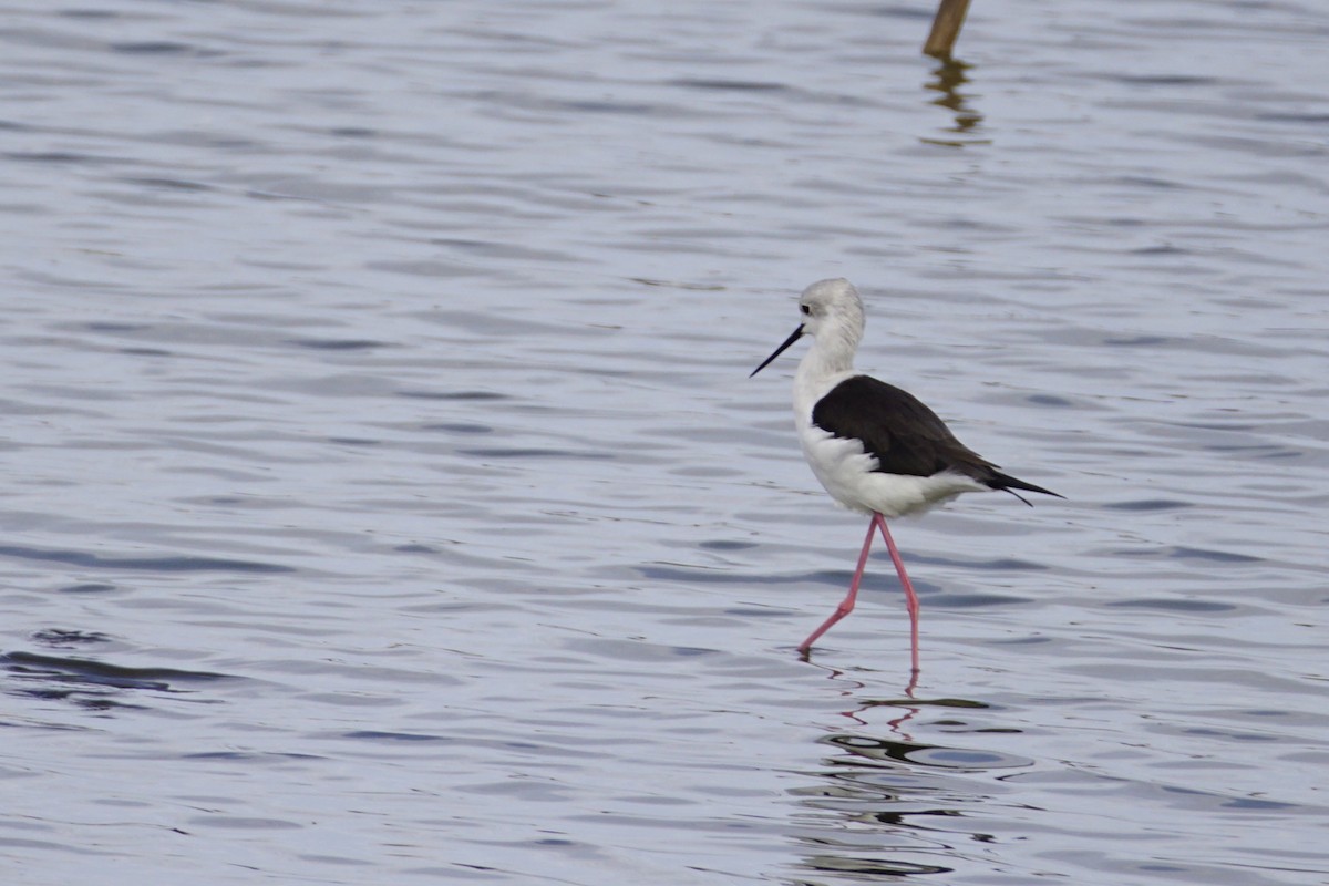 高蹺鴴 - ML645390186