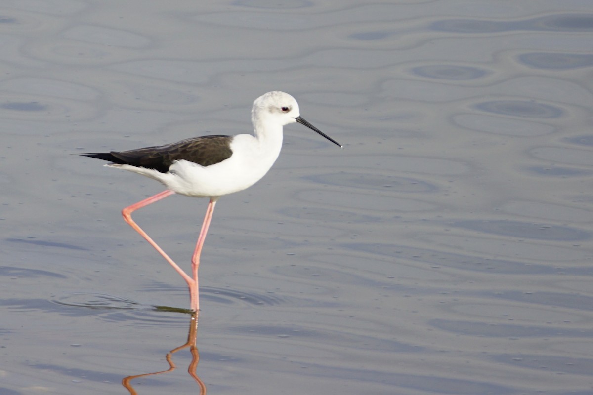 高蹺鴴 - ML645390187