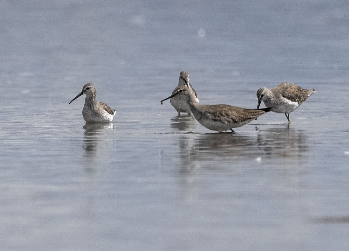 Stilt Sandpiper - ML645390197