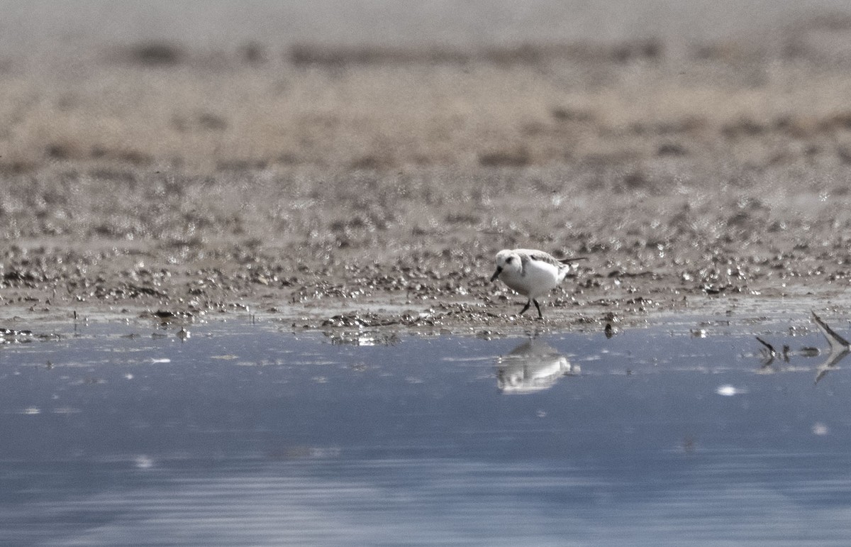 Sanderling - ML645390200