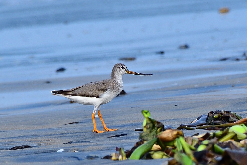 Terek Sandpiper - ML645390213