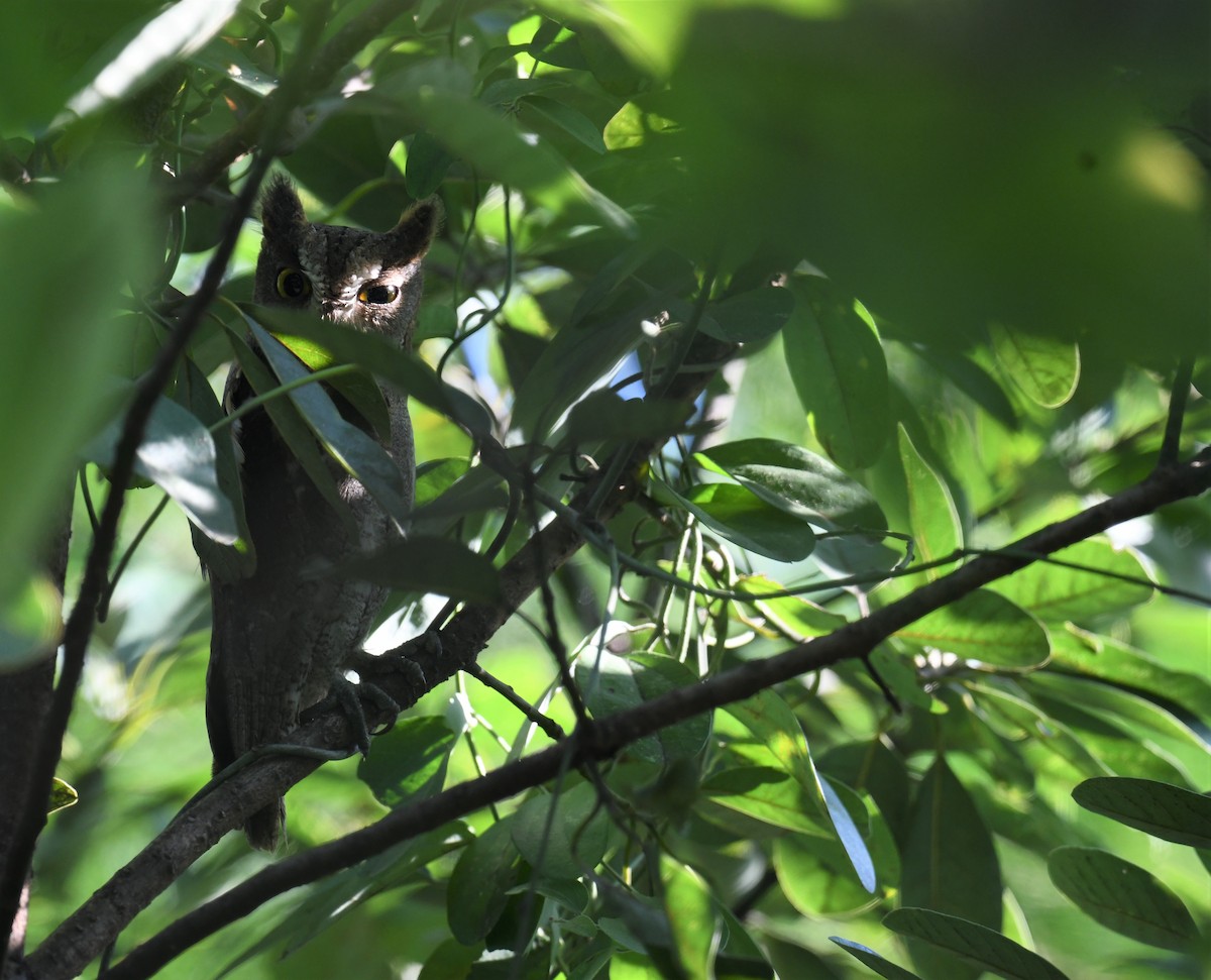 Oriental Scops-Owl - ML645390216