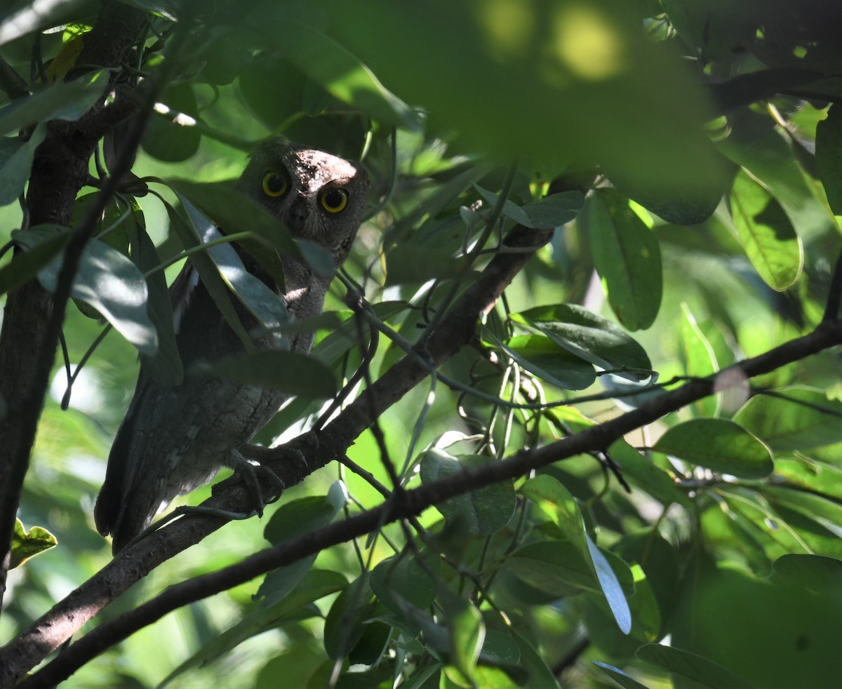 Oriental Scops-Owl - ML645390217