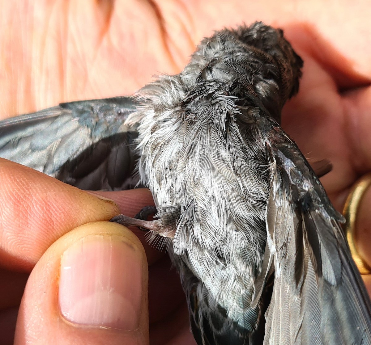 Gray-rumped Swiftlet - ML645390265
