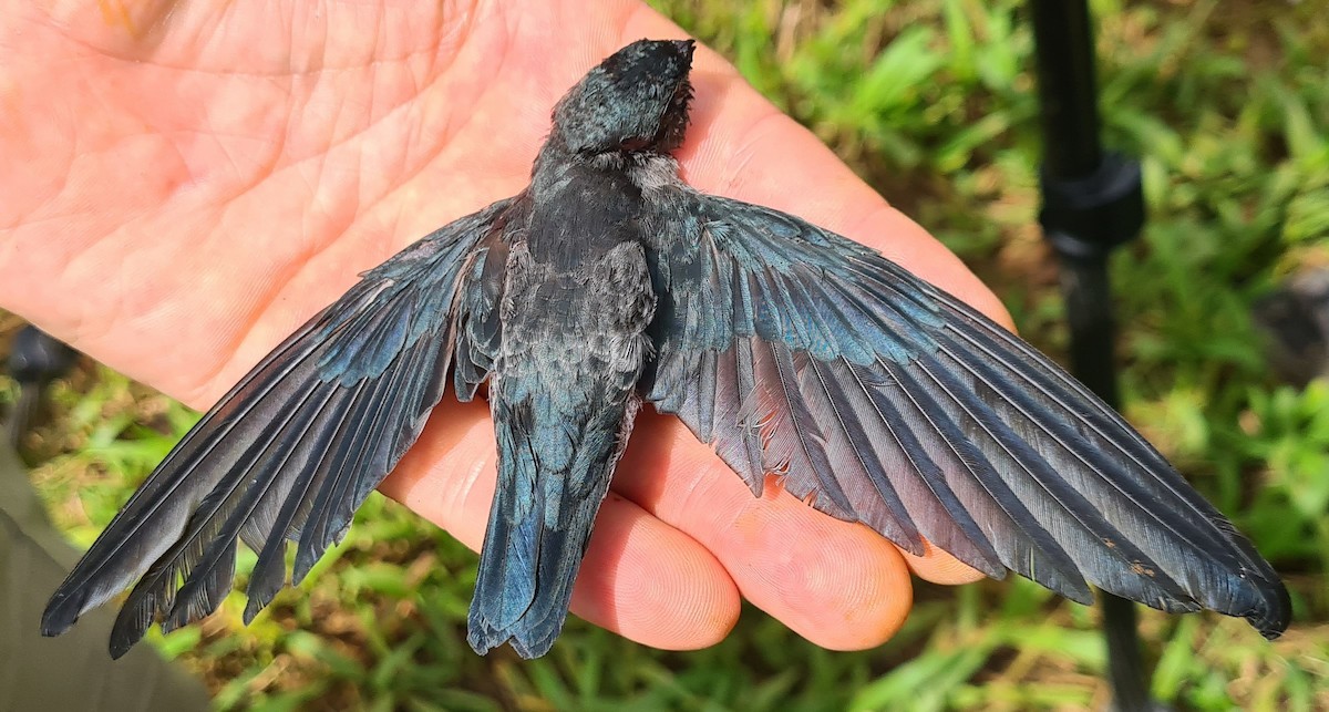 Gray-rumped Swiftlet - ML645390266