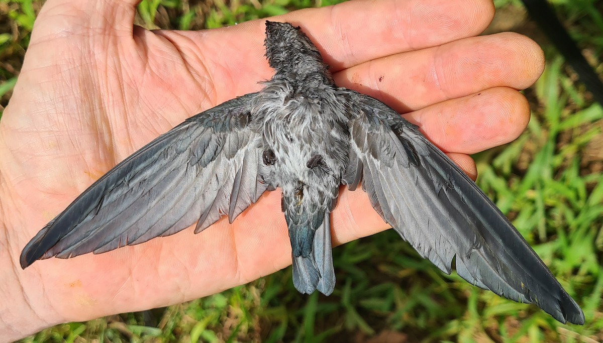 Gray-rumped Swiftlet - ML645390267