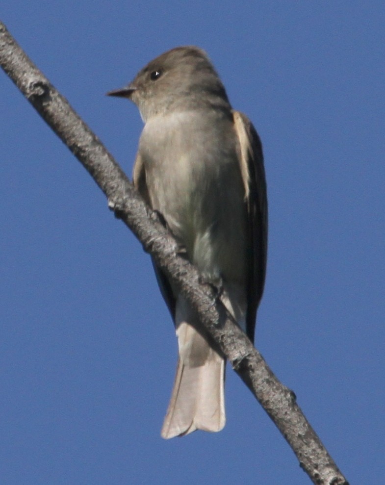 Western Wood-Pewee - ML645390268