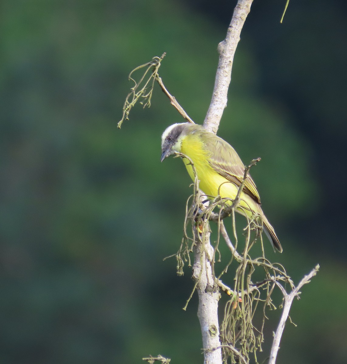 Tyran sociable - ML645390269