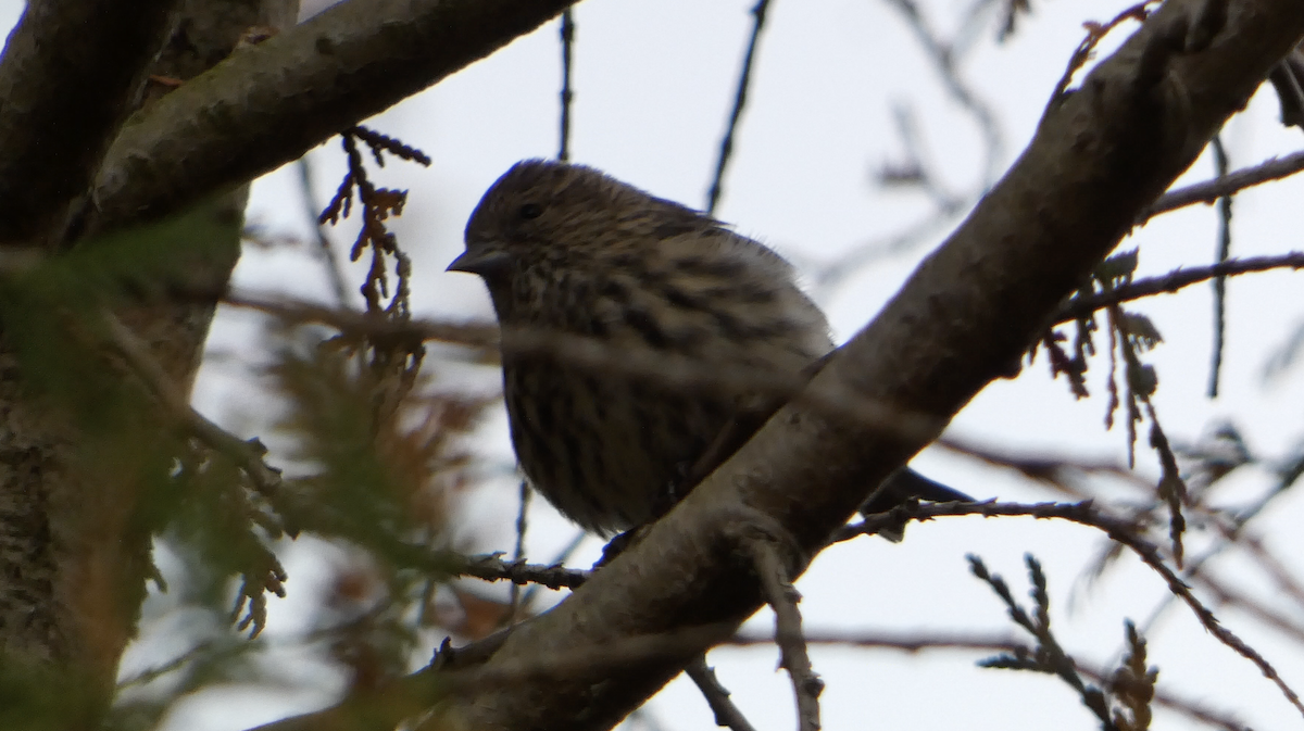 Pine Siskin - ML645390277