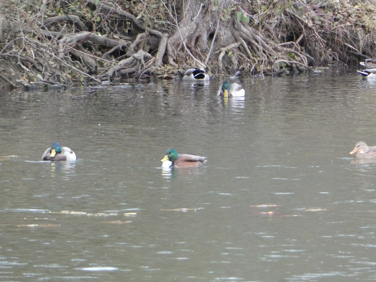 Mallard (Domestic type) - ML645390284