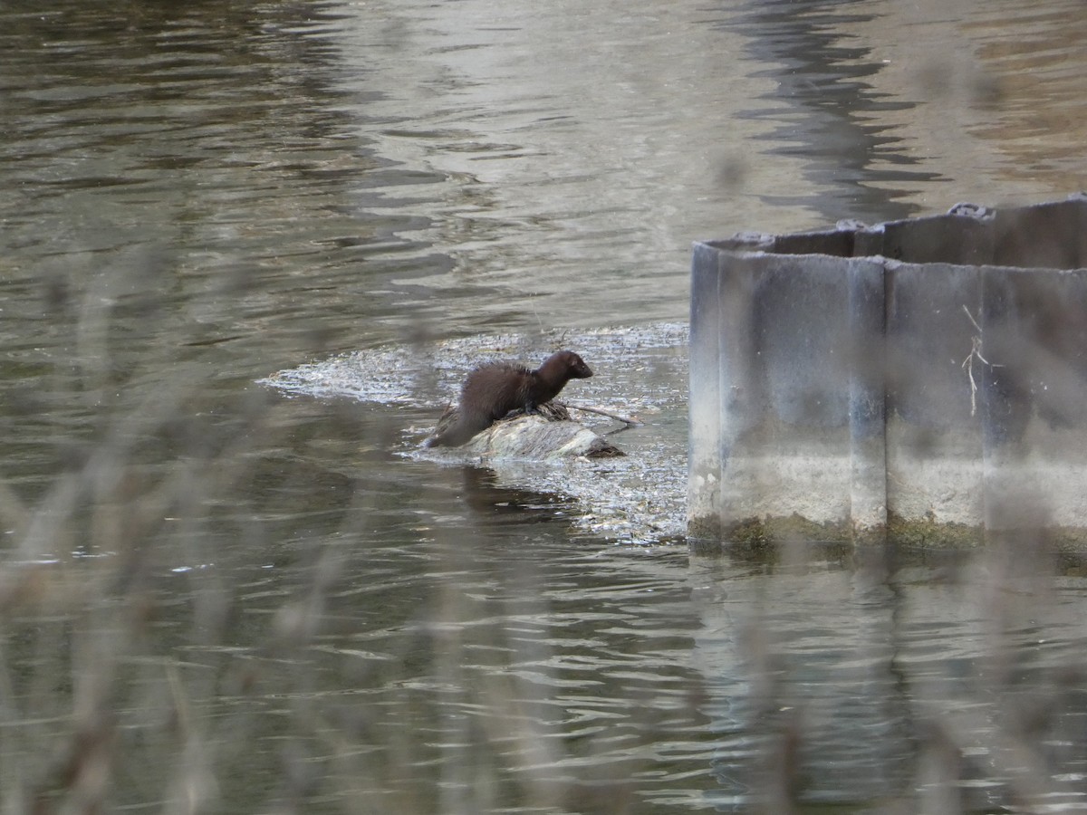 Mammals - ML645390301