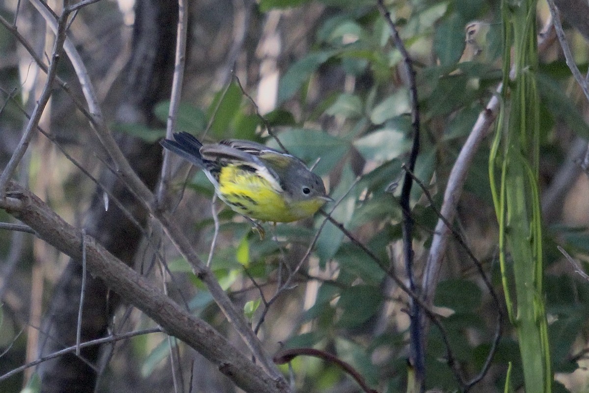 Magnolia Warbler - ML645390304