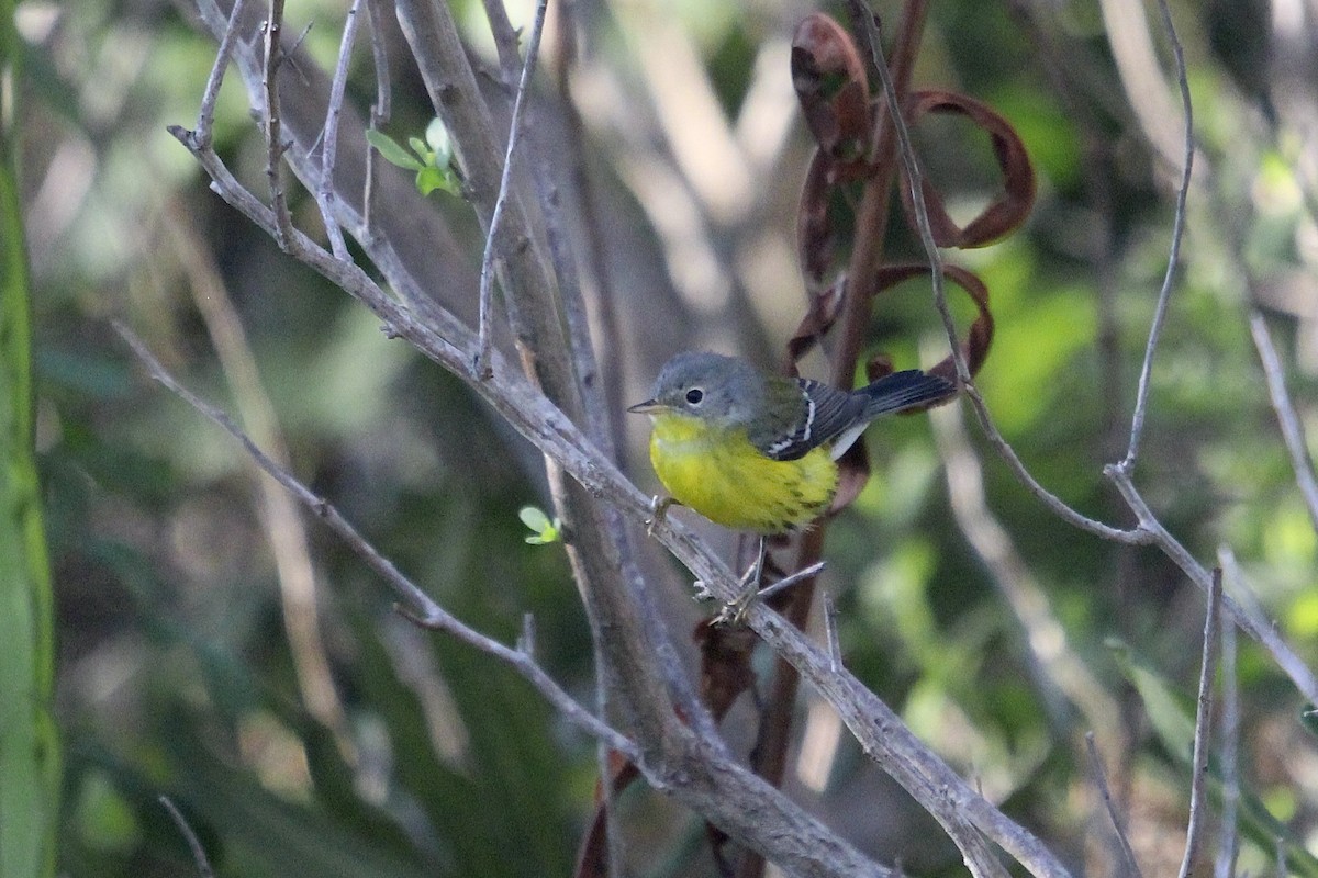 Magnolia Warbler - ML645390305
