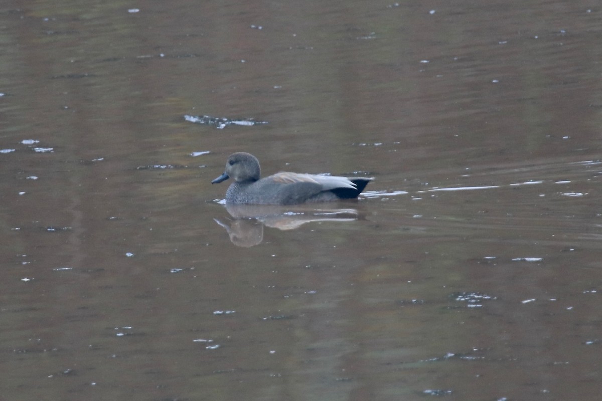 Gadwall - ML645390324