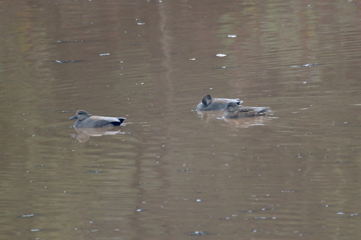 Gadwall - ML645390325