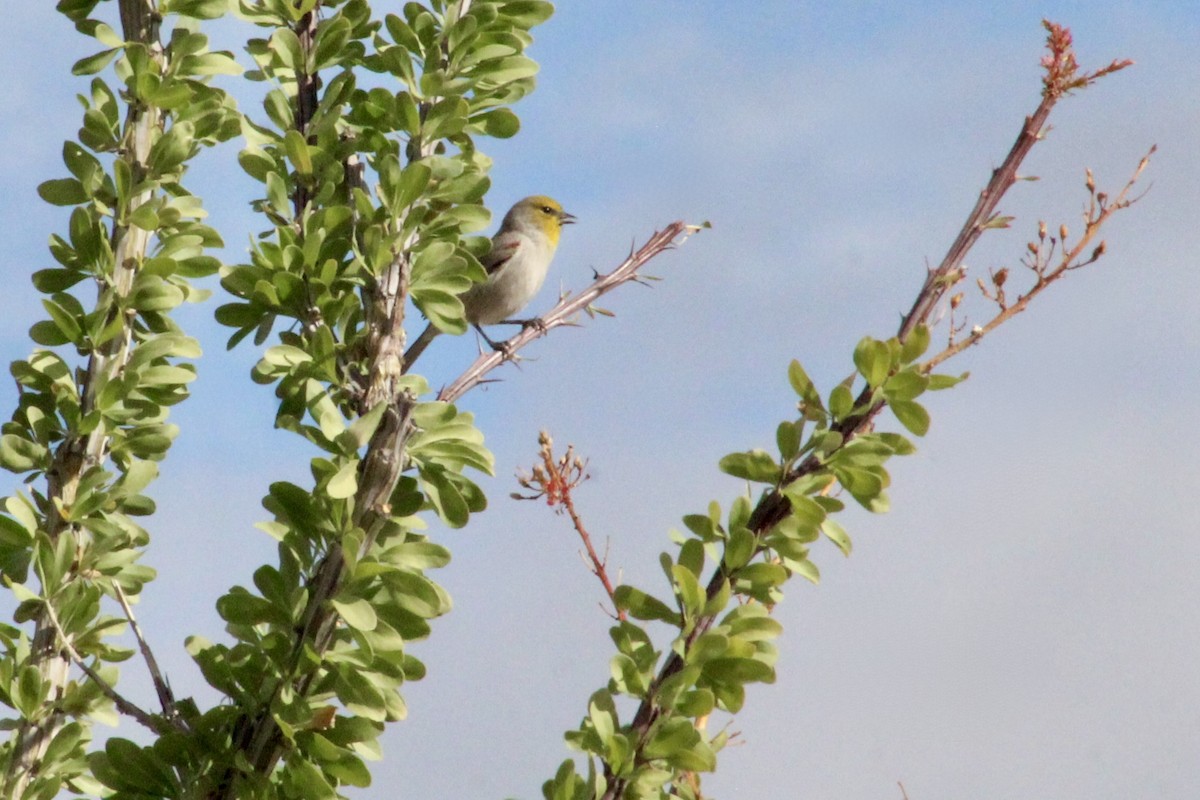 Verdin - ML645390328