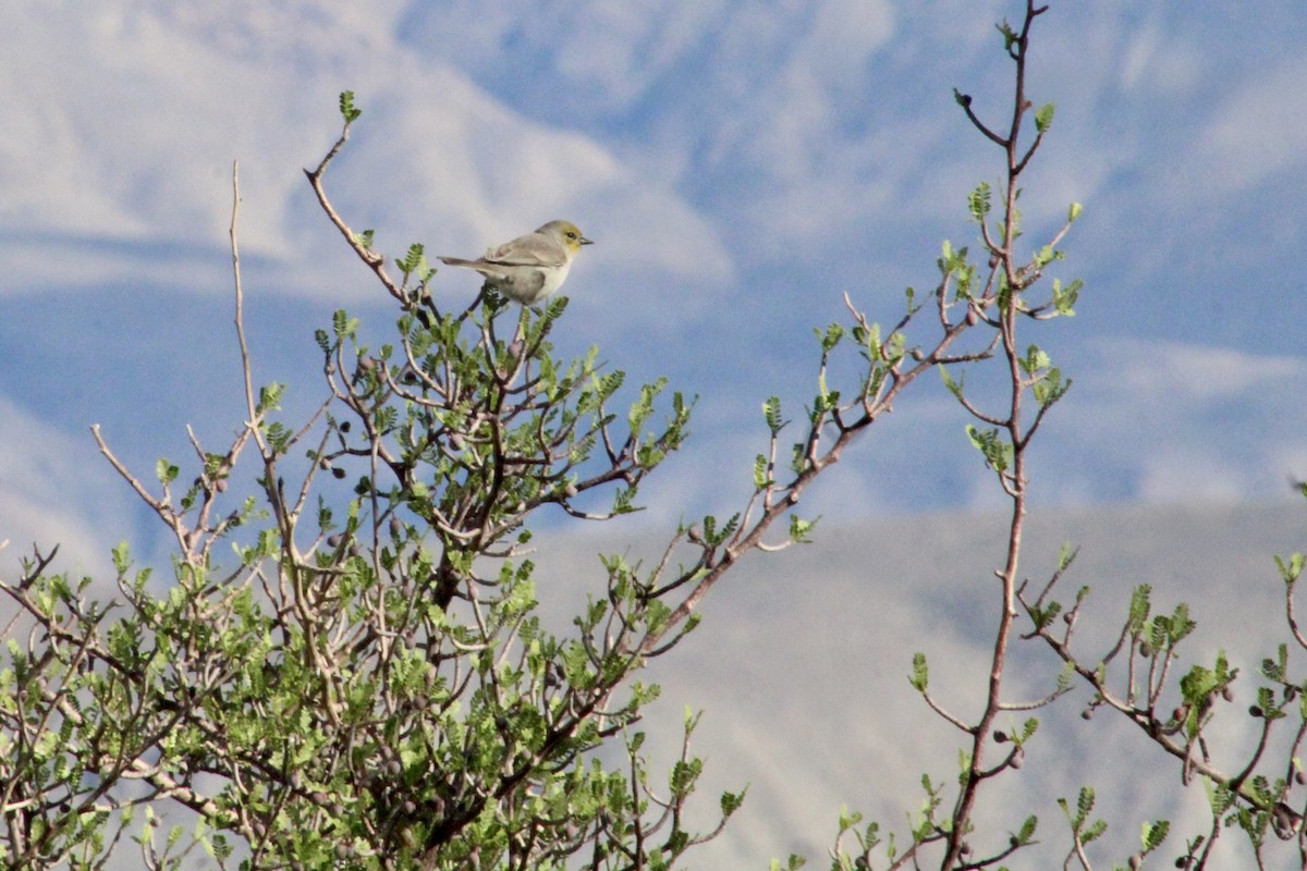 Verdin - ML645390329