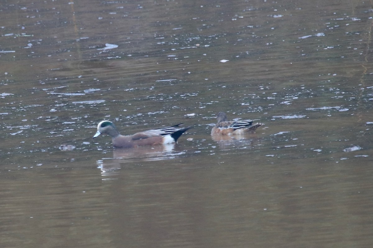 American Wigeon - ML645390330