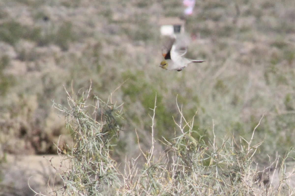 Verdin - ML645390332