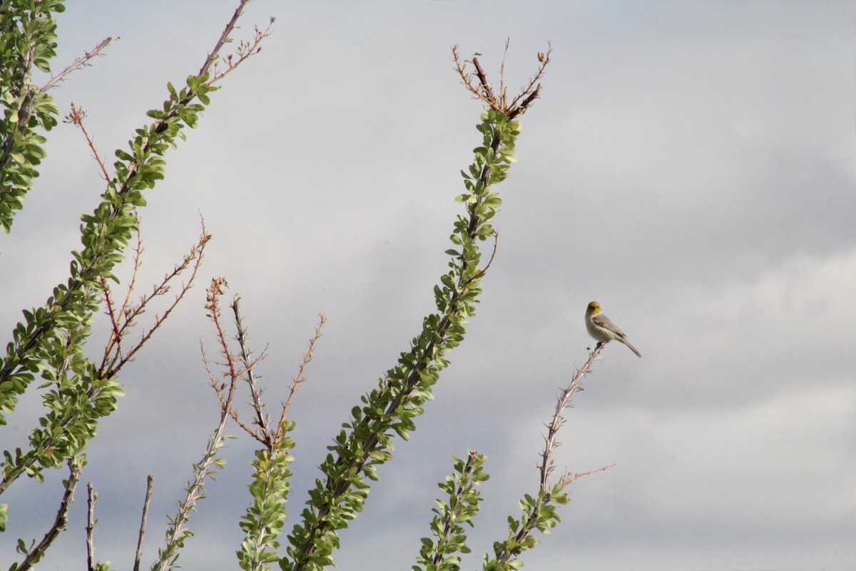 Verdin - ML645390333