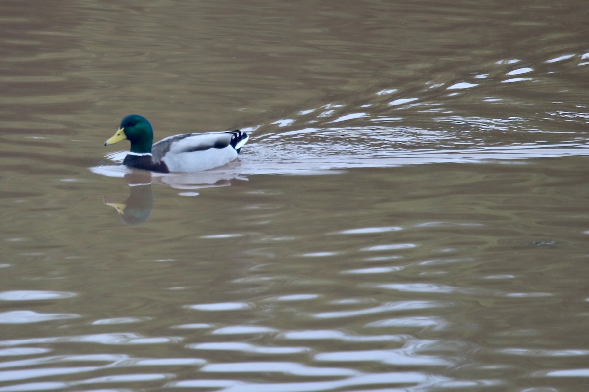 Mallard - ML645390334