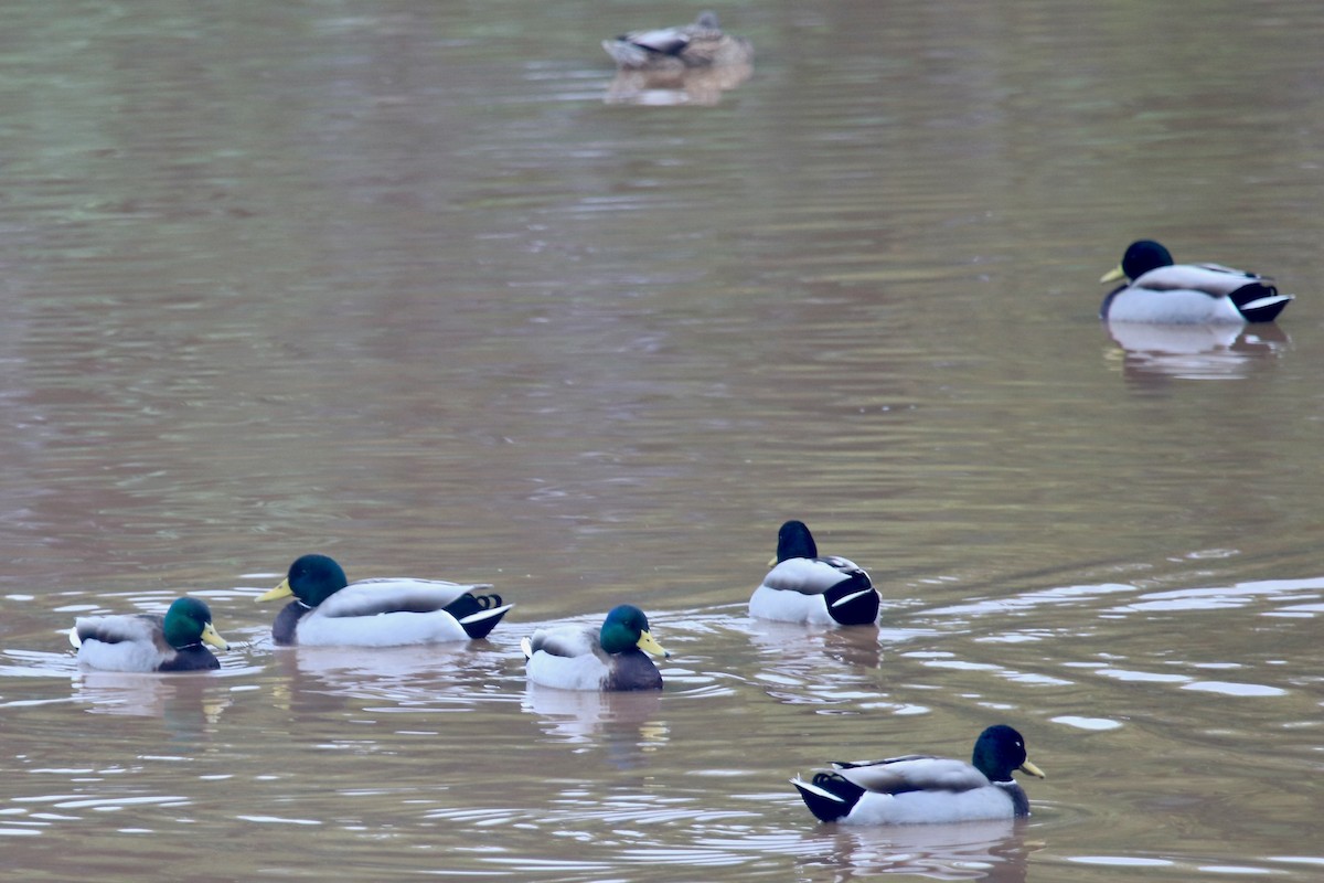 Mallard - ML645390335