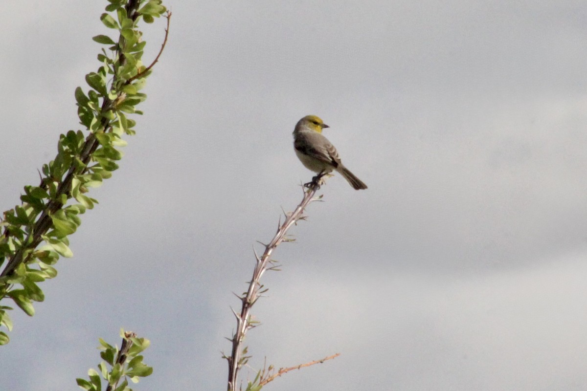 Verdin - ML645390336