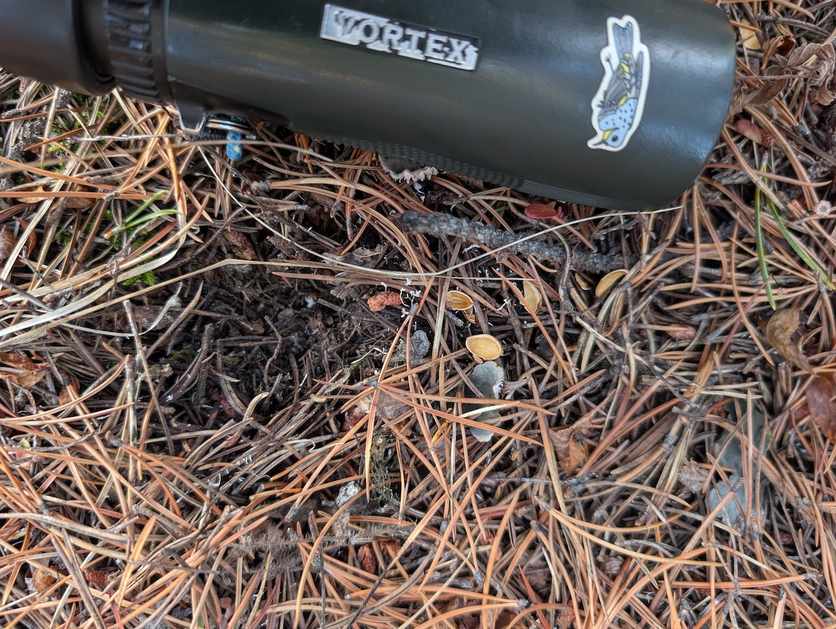 Clark's Nutcracker - ML645390340