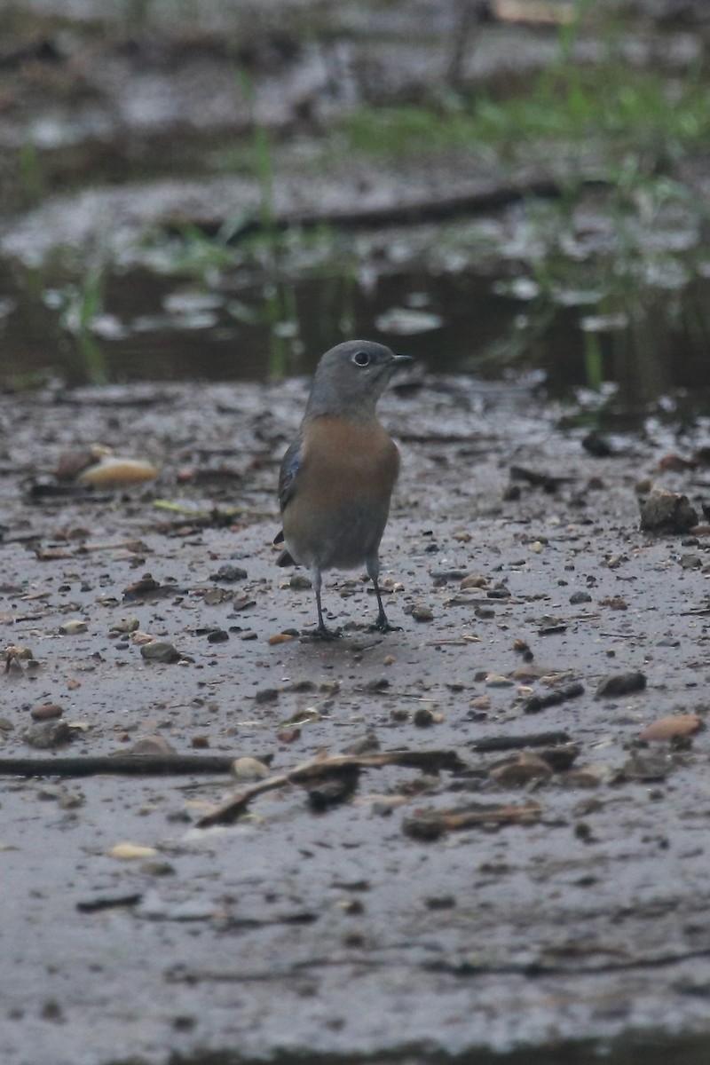 Western Bluebird - ML645390341