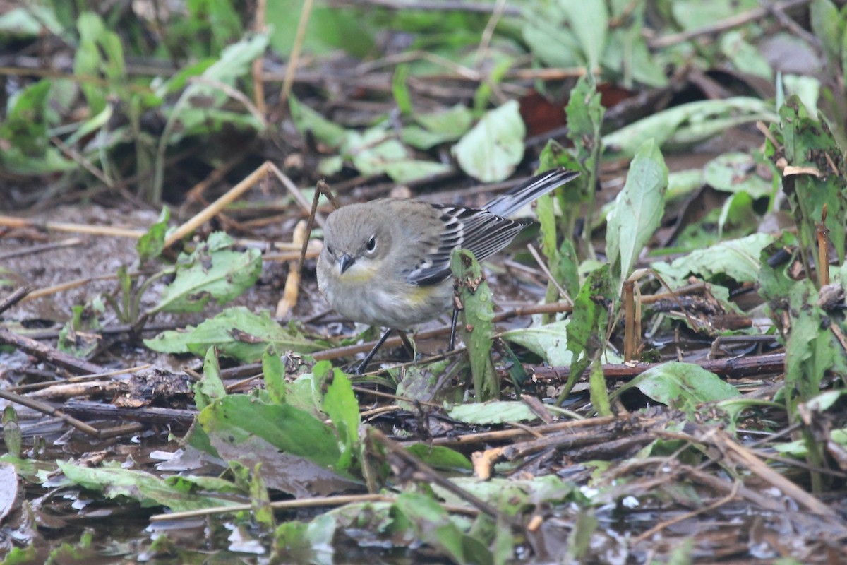 Yellow-rumped Warbler - ML645390354