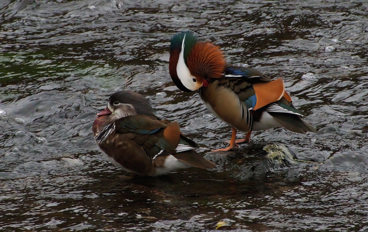 Mandarinente - ML645390355