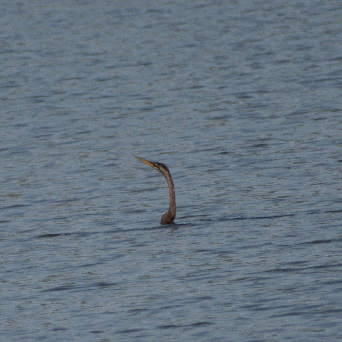 orientslangehals - ML645390364