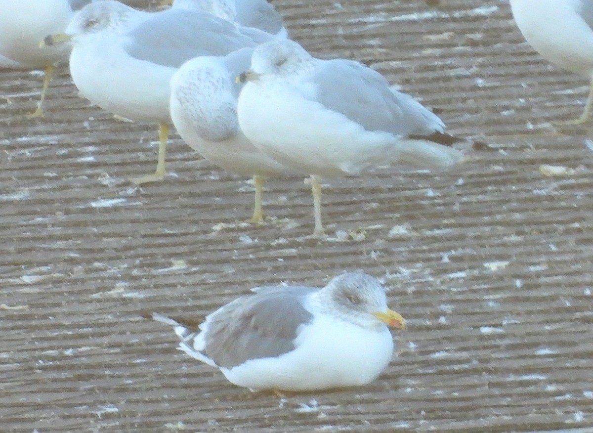 Lesser Black-backed Gull - ML645390370