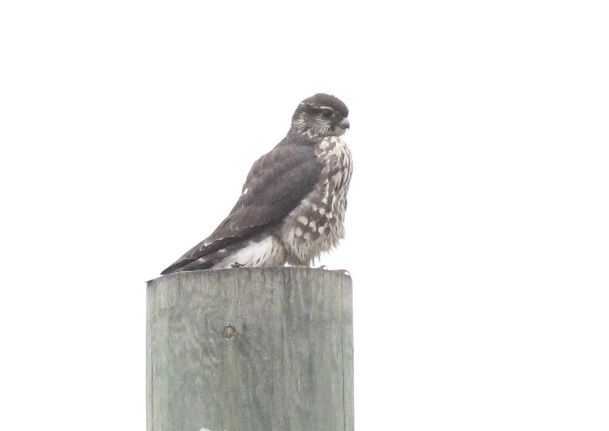 Merlin - ML645390372