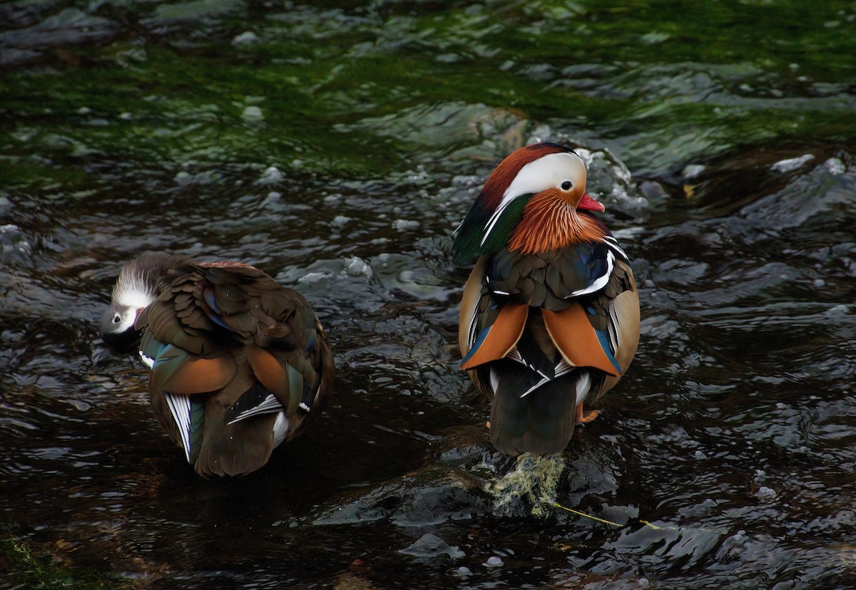 Mandarinente - ML645390379