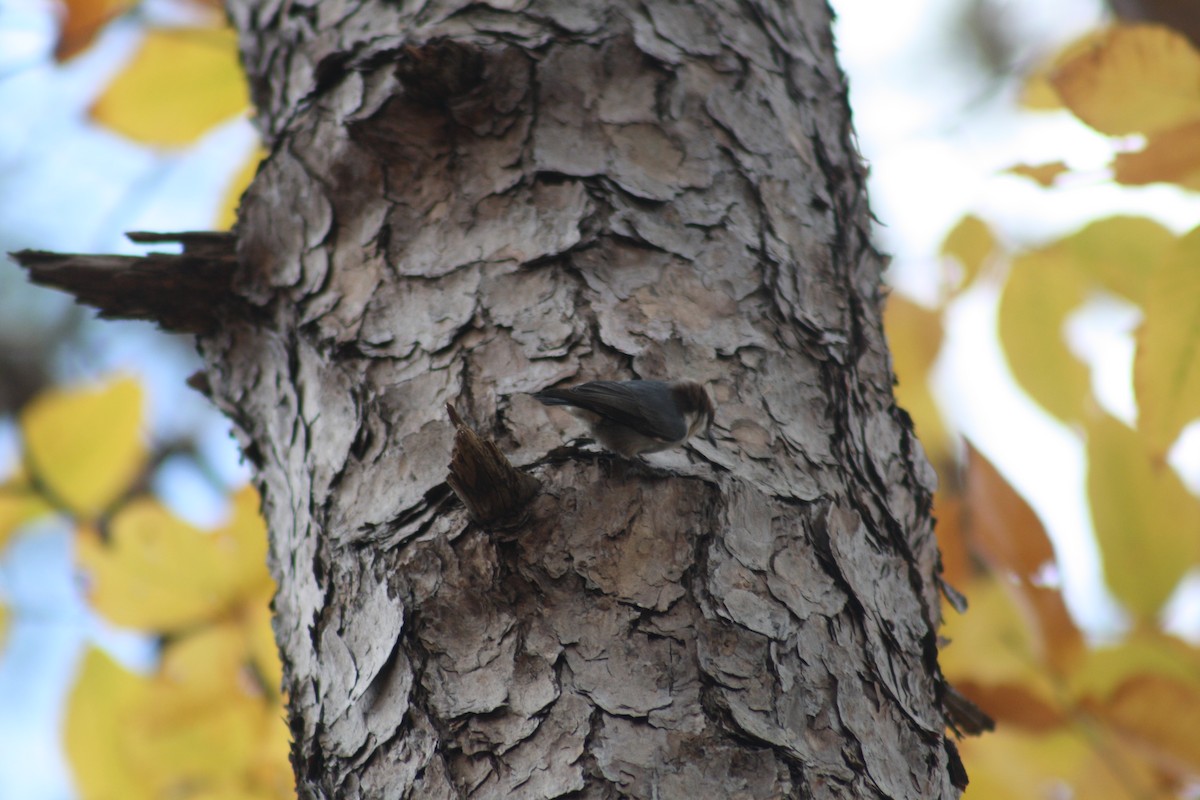 Sittelle à tête brune - ML645390392