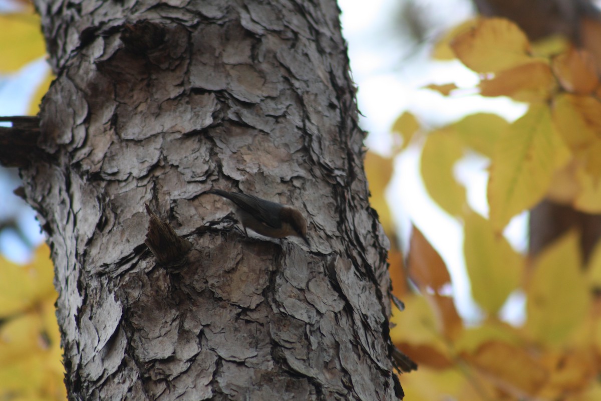 Sittelle à tête brune - ML645390396