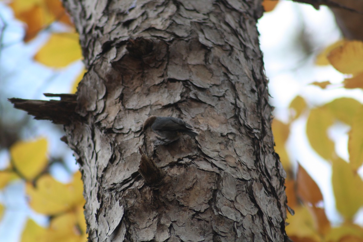 Sittelle à tête brune - ML645390397