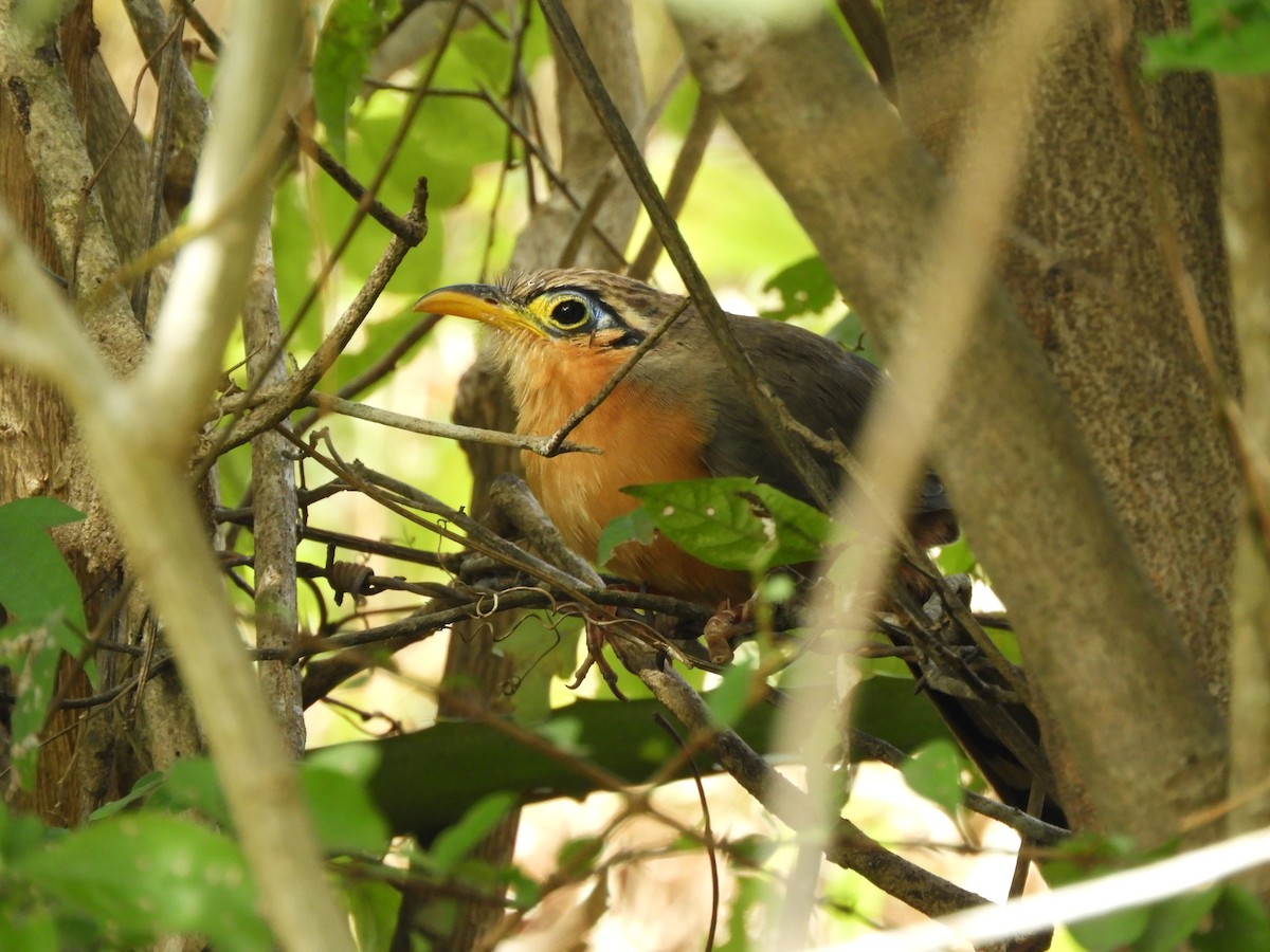 Lesser Ground-Cuckoo - ML645390407