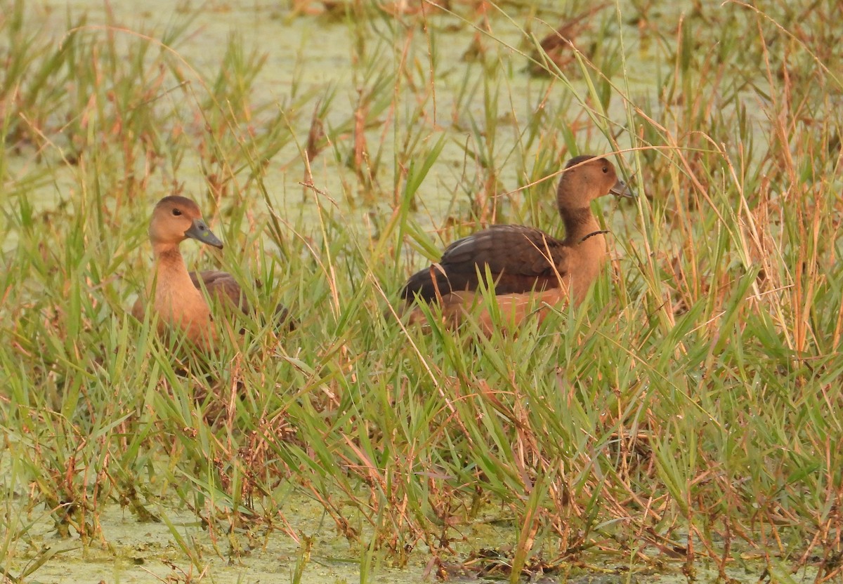 Lesser Whistling-Duck - ML645390411