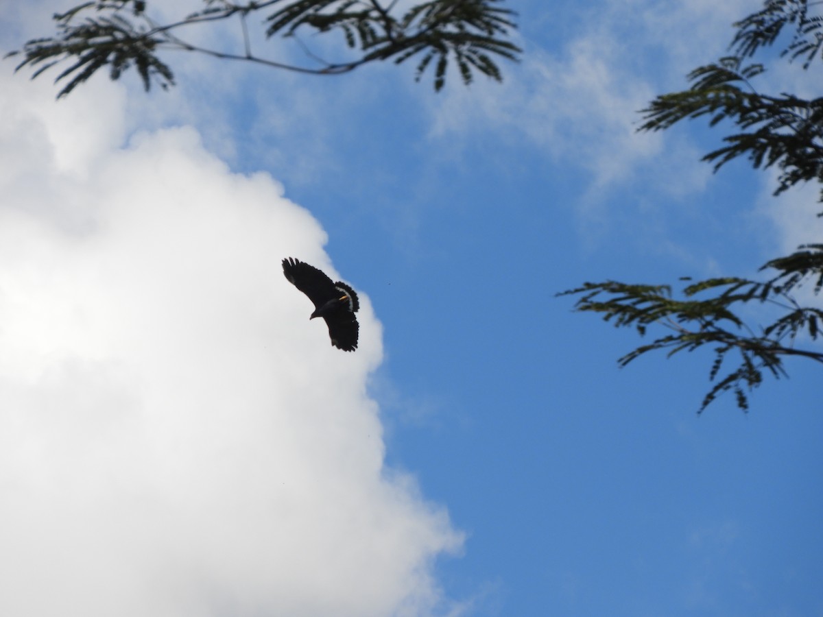 Common Black Hawk - ML645390412