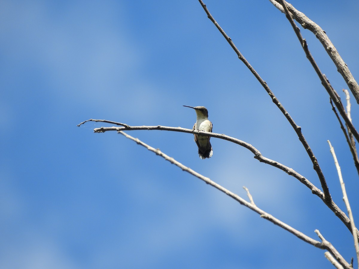 Рубиновогорлый колибри - ML645390416