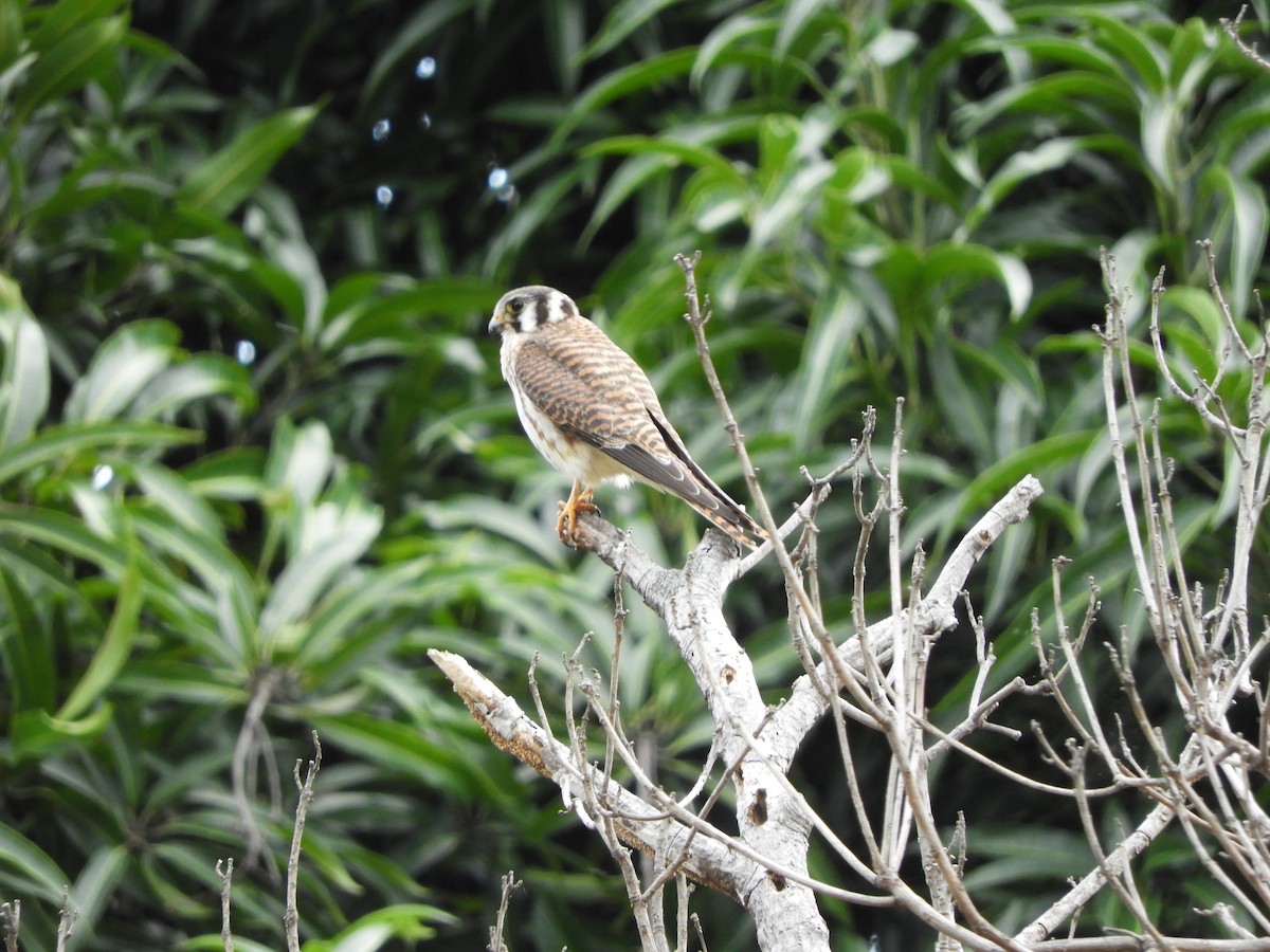 American Kestrel - ML645390431