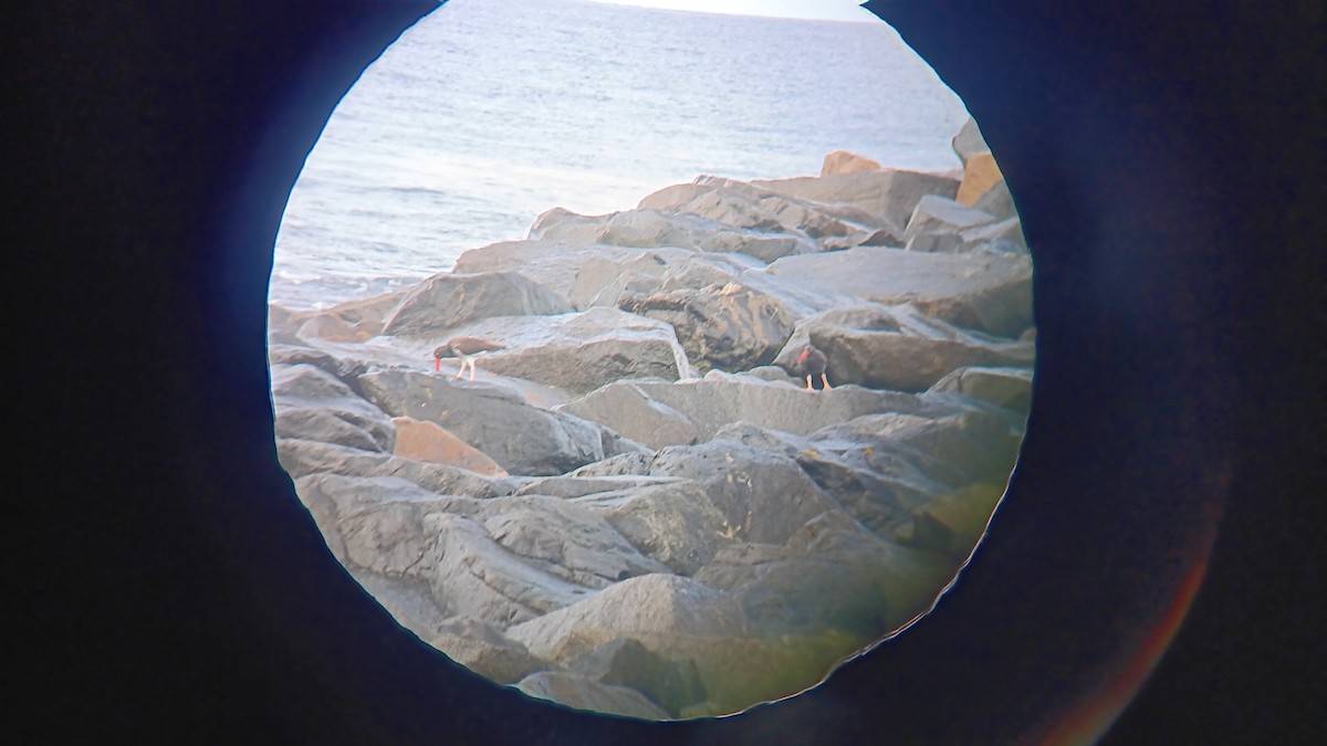 American x Black Oystercatcher (hybrid) - ML645390439