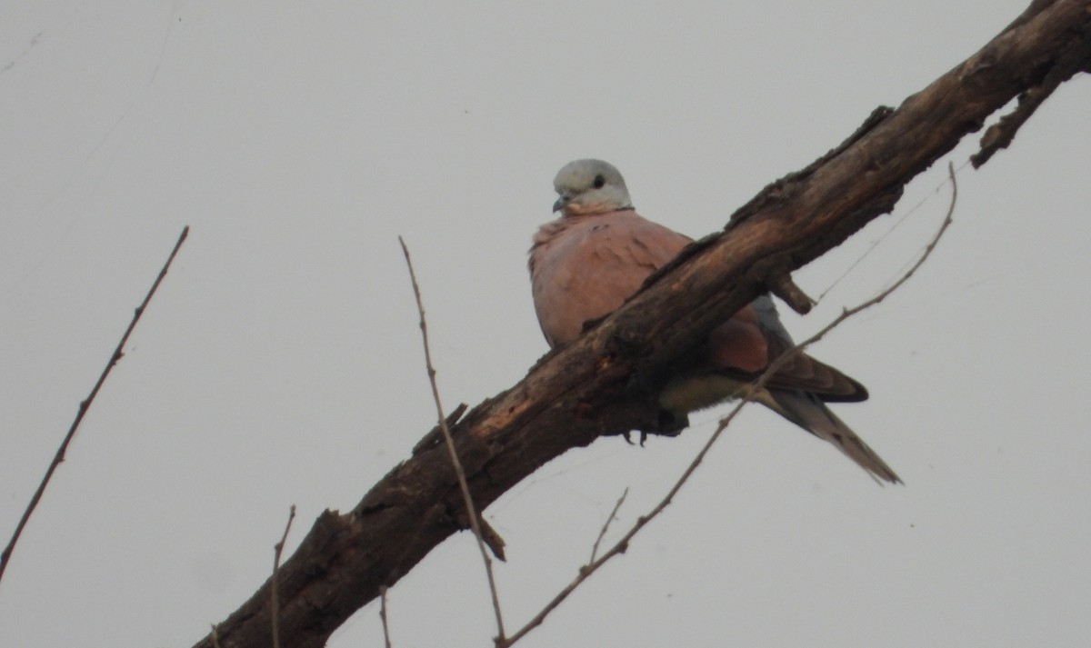 Red Collared-Dove - ML645390462