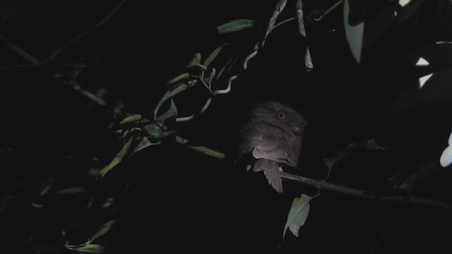 singaleserfroskemunn - ML645390463