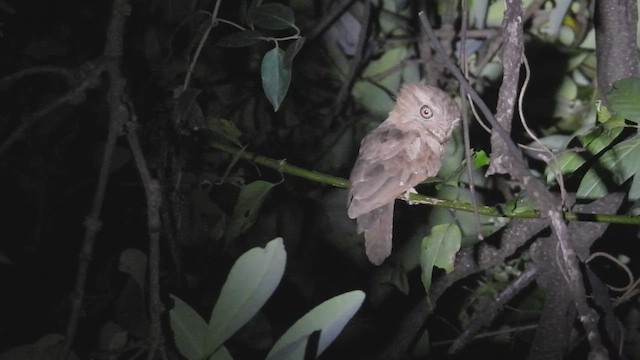 singaleserfroskemunn - ML645390464