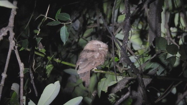 singaleserfroskemunn - ML645390467