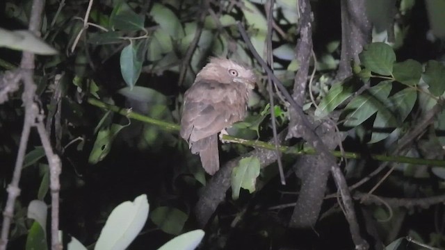 singaleserfroskemunn - ML645390469